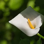 帕拉迪索别墅 公寓 *