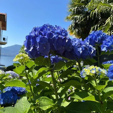 Lejlighed Paradiso Cannero Riviera