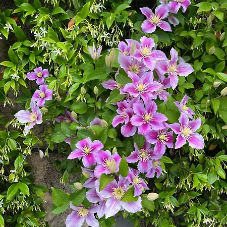 Paradiso Apartamento Cannero Riviera