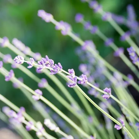 Paradiso Appartamento