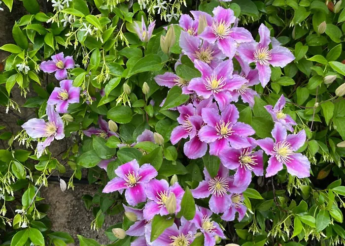 Paradiso 아파트 카네로 리비에라