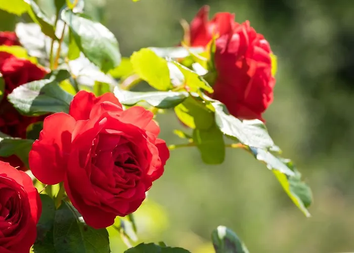 Lejlighed Paradiso Cannero Riviera