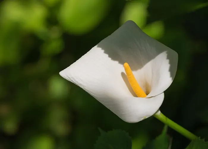 Paradiso 아파트 *